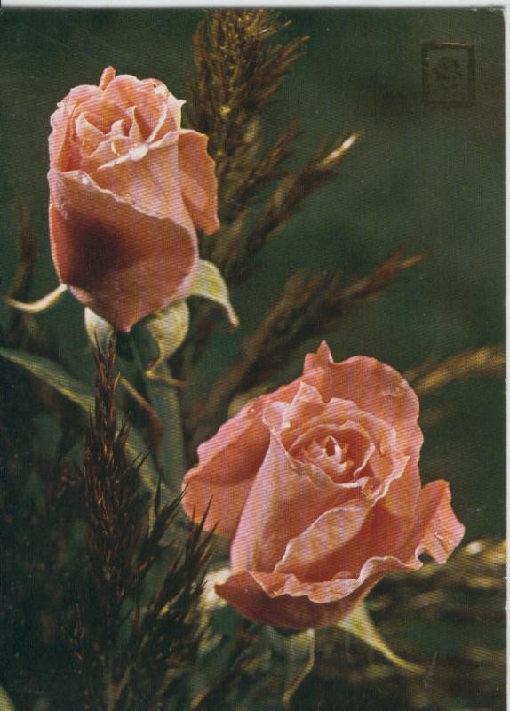 Postal 6946 : Rosas