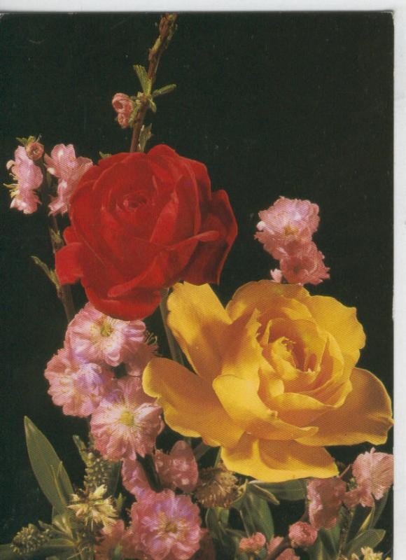 Postal 6958 : Rosas