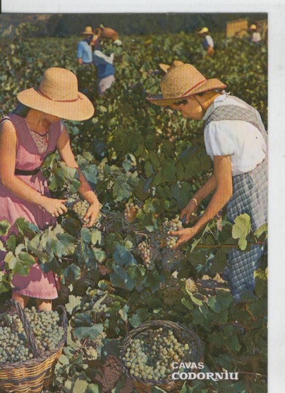 Postal 6959 : Vendimia en las Cavas Codorniu