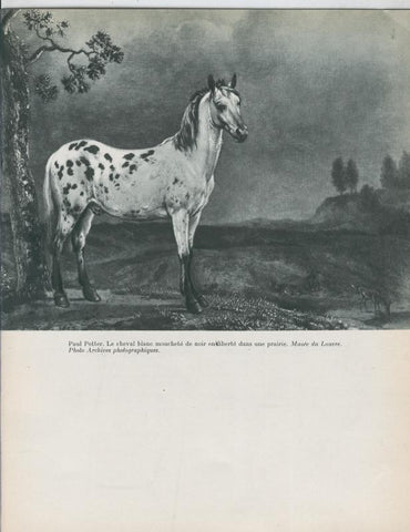 Les animaux un grand theme de L,art: Lamina 40