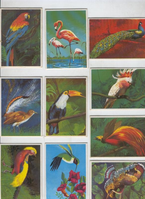 Cromos Dunkin: Las Aves, serie de 12 cromos