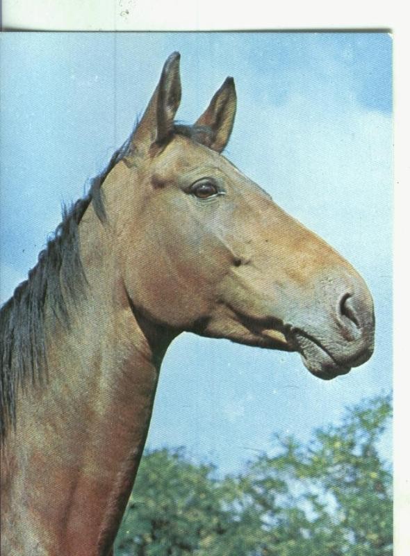 Postal 01077 : Caballo
