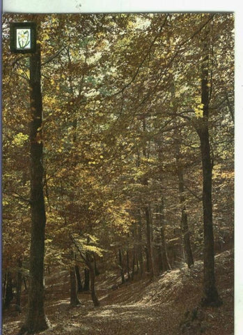 Postal 002549: Paisajes de Montaña numero 29