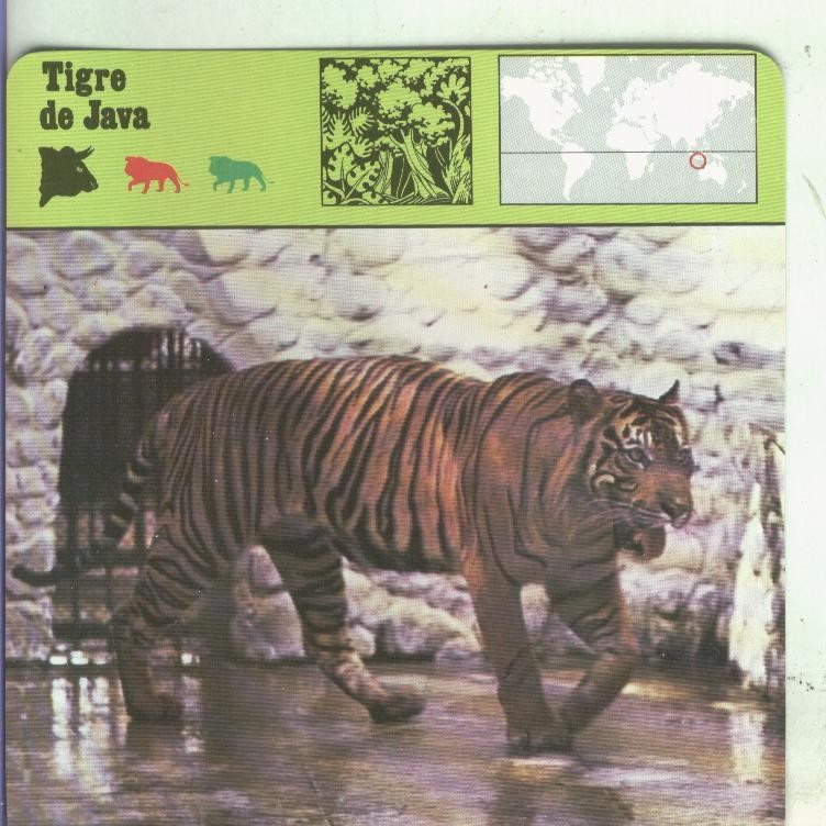 Postal 002629: Ficha Sape Coleccionable: Tigre de Java