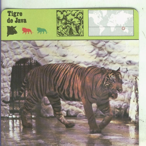 Postal 002629: Ficha Sape Coleccionable: Tigre de Java