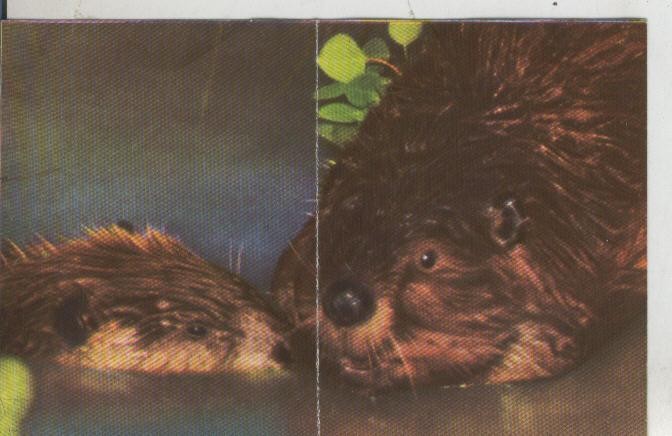 Cromos: La Naturaleza y sus maravillas numero 239/240