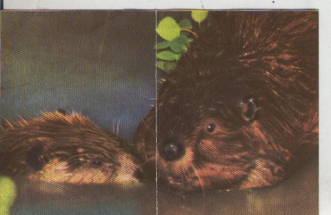 Cromos: La Naturaleza y sus maravillas numero 239/240