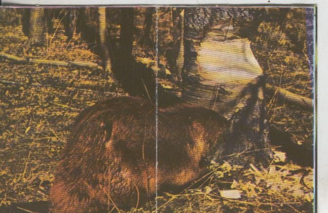 Cromos: La Naturaleza y sus maravillas numero 222/223