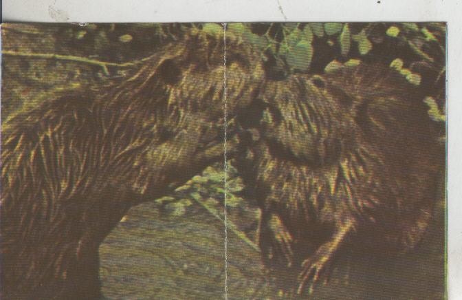 Cromos: La Naturaleza y sus maravillas numero 203/204