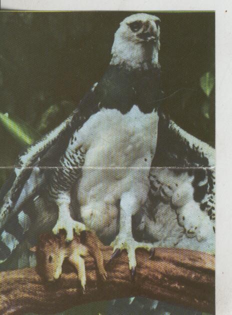 Cromos: La Naturaleza y sus maravillas numero 077/078