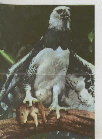 Cromos: La Naturaleza y sus maravillas numero 077/078