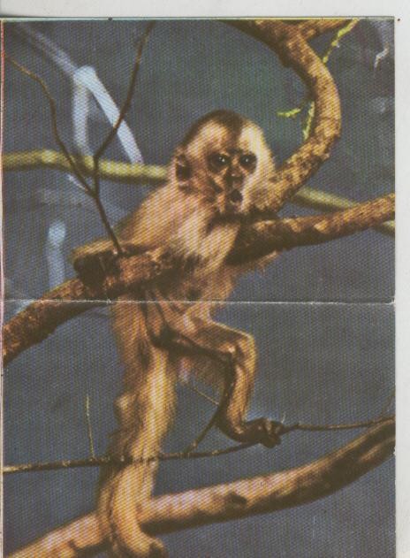Cromos: La Naturaleza y sus maravillas numero 091/092