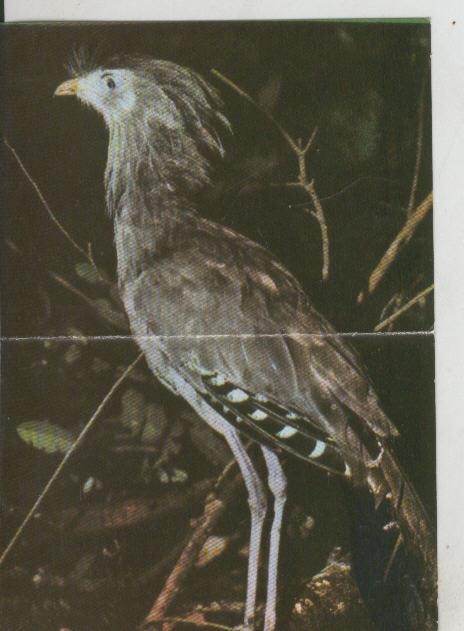 Cromos: La Naturaleza y sus maravillas numero 096/097