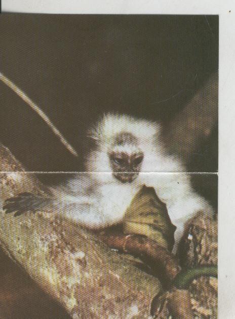 Cromos: La Naturaleza y sus maravillas numero 111/112