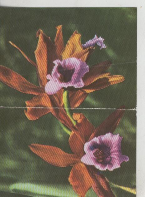 Cromos: La Naturaleza y sus maravillas numero 121/122