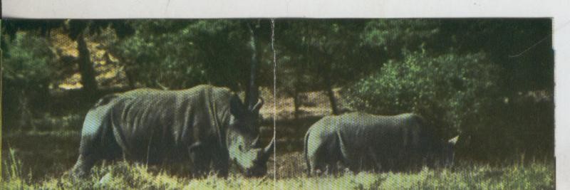 Cromos: La Naturaleza y sus maravillas numero 173/174