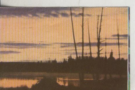 Cromos: La Naturaleza y sus maravillas numero 256