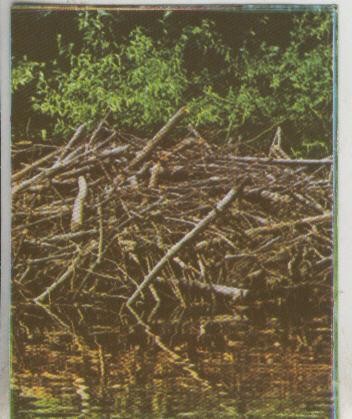 Cromos: La Naturaleza y sus maravillas numero 244