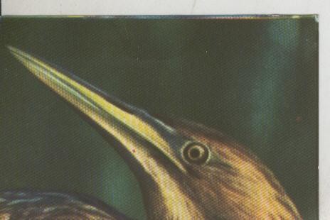 Cromos: La Naturaleza y sus maravillas numero 234