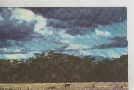 Cromos: La Naturaleza y sus maravillas numero 192