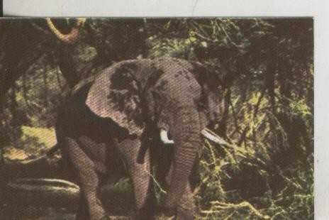 Cromos: La Naturaleza y sus maravillas numero 180