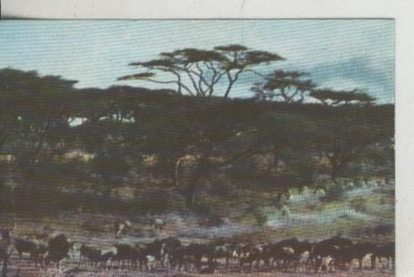 Cromos: La Naturaleza y sus maravillas numero 167