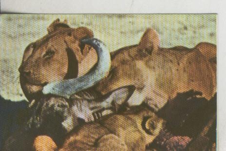 Cromos: La Naturaleza y sus maravillas numero 159