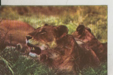 Cromos: La Naturaleza y sus maravillas numero 158