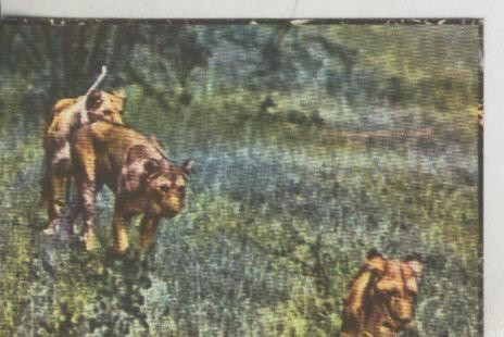Cromos: La Naturaleza y sus maravillas numero 148