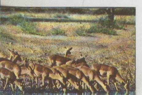 Cromos: La Naturaleza y sus maravillas numero 139