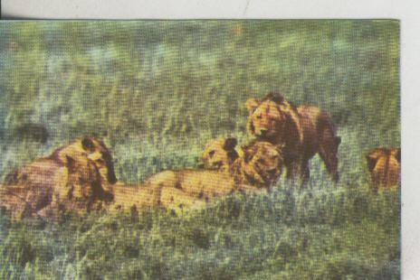 Cromos: La Naturaleza y sus maravillas numero 136