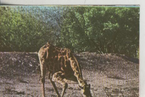 Cromos: La Naturaleza y sus maravillas numero 134