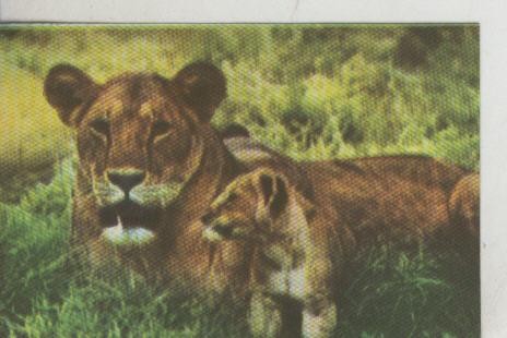 Cromos: La Naturaleza y sus maravillas numero 130