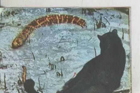 Cromos: La Naturaleza y sus maravillas numero 107