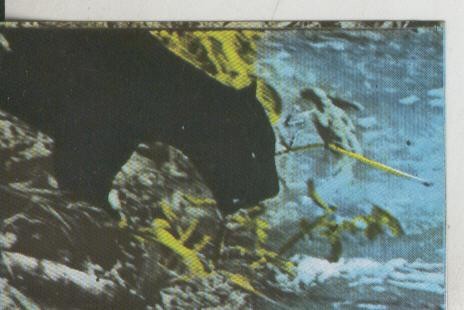 Cromos: La Naturaleza y sus maravillas numero 102