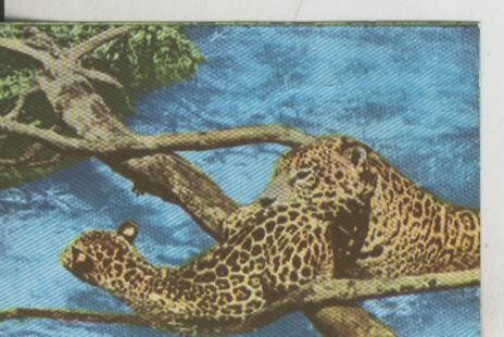 Cromos: La Naturaleza y sus maravillas numero 095