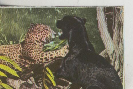 Cromos: La Naturaleza y sus maravillas numero 093