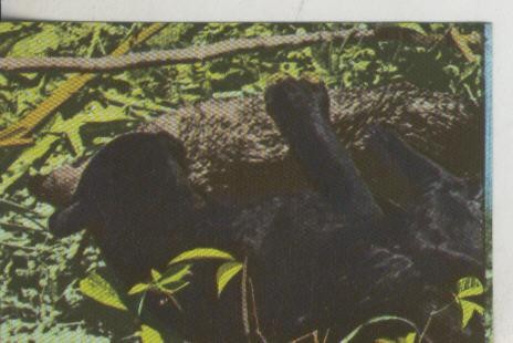 Cromos: La Naturaleza y sus maravillas numero 088