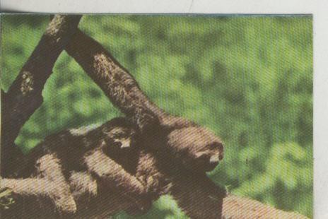 Cromos: La Naturaleza y sus maravillas numero 073