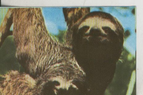 Cromos: La Naturaleza y sus maravillas numero 071