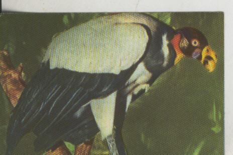 Cromos: La Naturaleza y sus maravillas numero 070