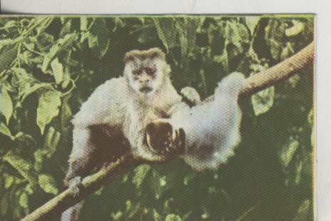 Cromos: La Naturaleza y sus maravillas numero 068