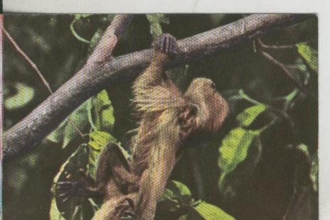 Cromos: La Naturaleza y sus maravillas numero 066