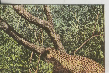Cromos: La Naturaleza y sus maravillas numero 065