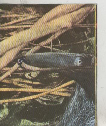 Cromos: La Naturaleza y sus maravillas numero 051