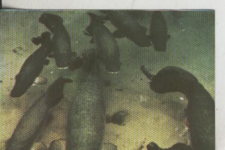 Cromos: La Naturaleza y sus maravillas numero 045