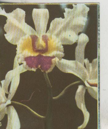 Cromos: La Naturaleza y sus maravillas numero 038