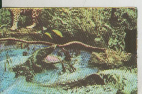 Cromos: La Naturaleza y sus maravillas numero 027