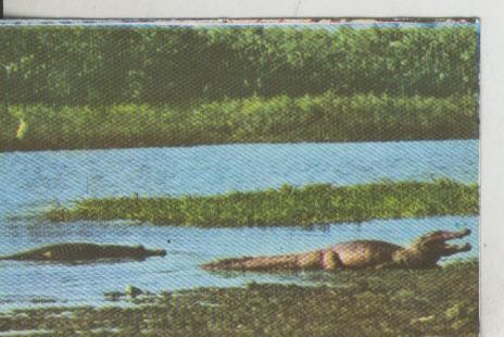 Cromos: La Naturaleza y sus maravillas numero 023