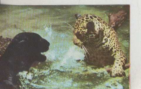 Cromos: La Naturaleza y sus maravillas numero 016